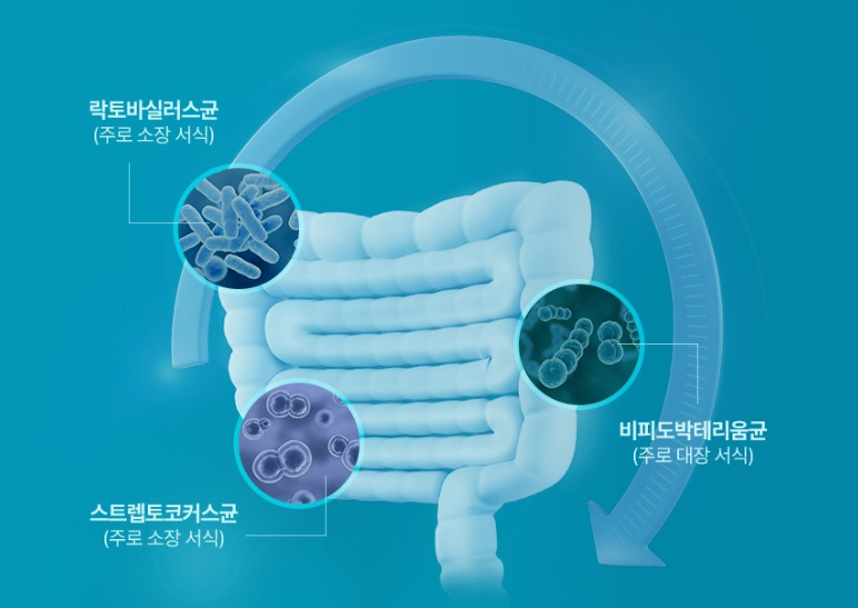 유산균 냉장보관 꼭 필요할까? 냉장유산균과 실온보관 유산균의 결정적 차이 1 냉장유산균 실온유산균 비교 추천